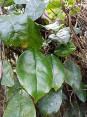 Ilex nitida