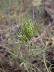 Castilleja thompsonii