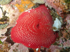 Cribrinopsis albopunctata