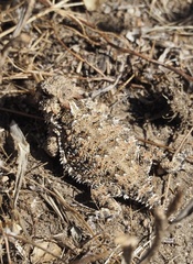 Phrynosoma blainvillii