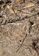 Phrynosoma blainvillii