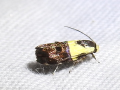 Rectiostoma xanthobasis