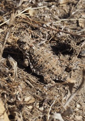 Phrynosoma blainvillii