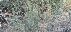 Baccharis sergiloides