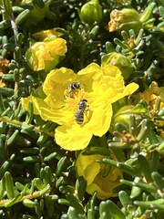 Chilalictus