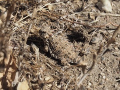 Phrynosoma blainvillii