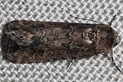 Spodoptera exigua