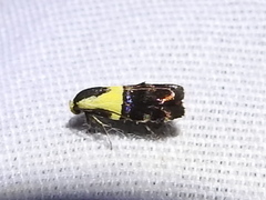 Rectiostoma xanthobasis