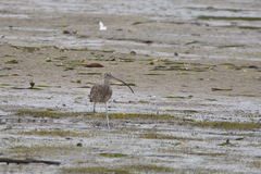 Numenius madagascariensis