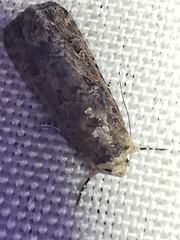 Spodoptera exigua