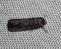 Spodoptera exigua
