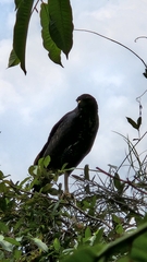 Buteogallus urubitinga