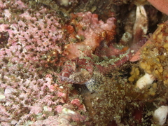 Artedius harringtoni