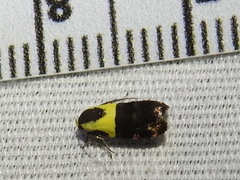 Rectiostoma xanthobasis