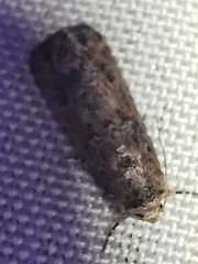 Spodoptera exigua