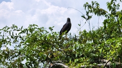 Buteogallus urubitinga