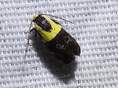 Rectiostoma xanthobasis