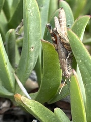 Melanoplus cinereus