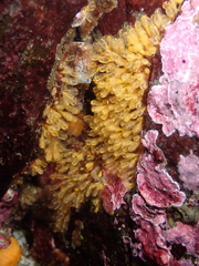 Pycnoclavella stanleyi