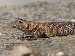 Sceloporus orcutti