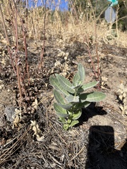 Asclepias eriocarpa