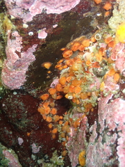 Metandrocarpa taylori