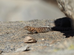 Sceloporus orcutti