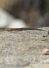 Sceloporus orcutti