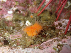 Balanophyllia elegans