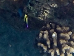 Labroides phthirophagus