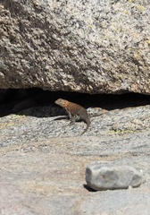 Sceloporus orcutti