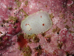 Acanthodoris nanaimoensis