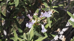Salvia eremostachya
