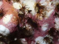 Dodecaceria fewkesi