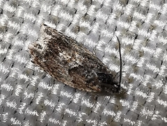 Lepidoptera
