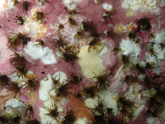 Dodecaceria fewkesi