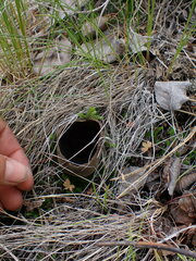 Helvella acetabulum