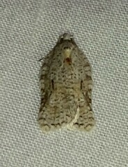 Acleris placidana