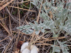 Astragalus purshii