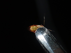 Mirinae
