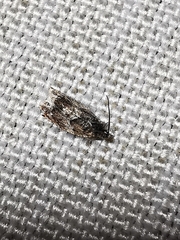 Lepidoptera
