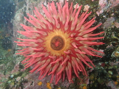 Urticina piscivora