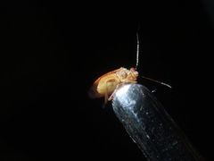 Mirinae