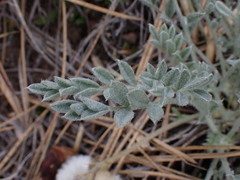 Astragalus purshii