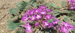 Abronia villosa villosa