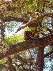 Ravenelia platensis