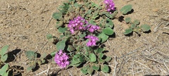 Abronia villosa villosa