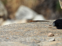Sceloporus orcutti