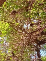 Ravenelia platensis