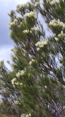 Grevillea pterosperma